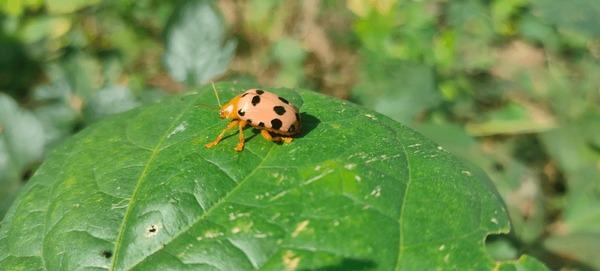 Bean Beetles