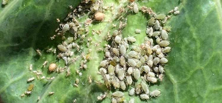Aphids Cluster