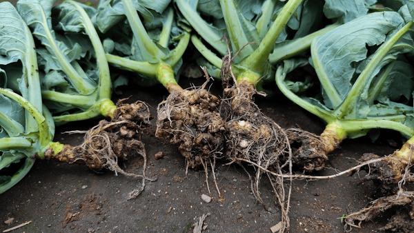 Clubroot Roots