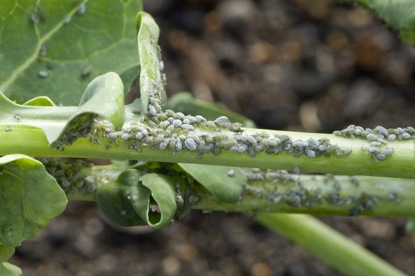 Aphids