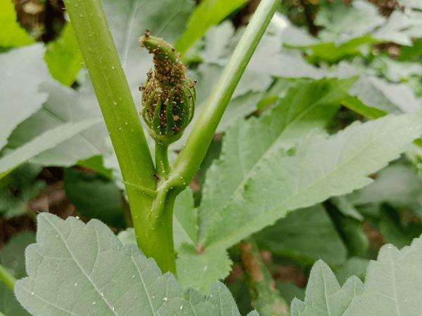Aphids