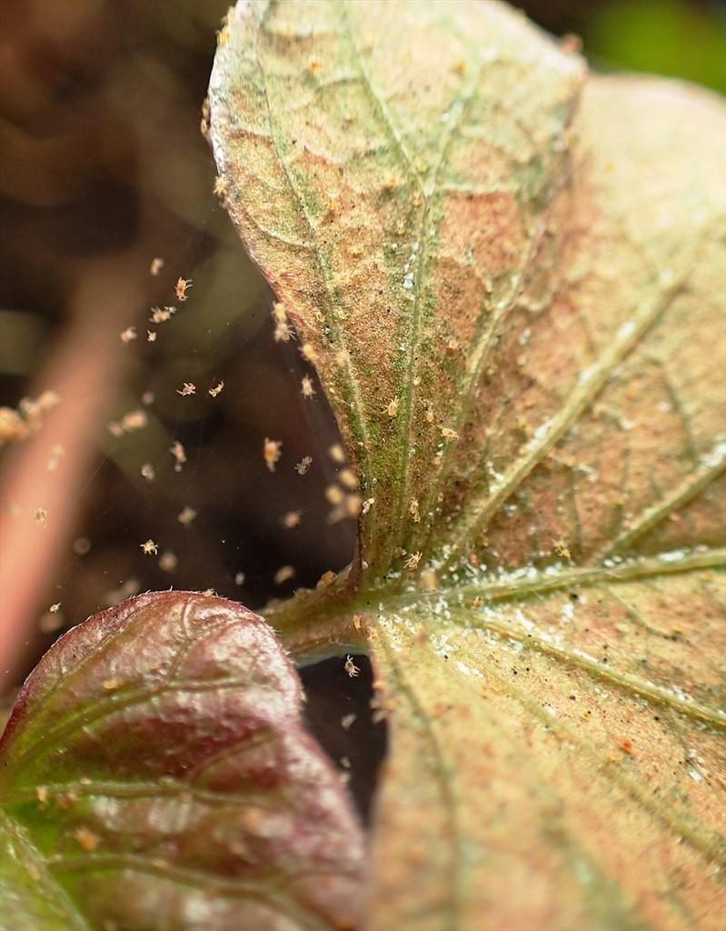 Spider Mites
