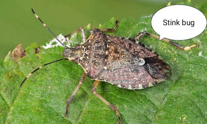 Stink Bugs