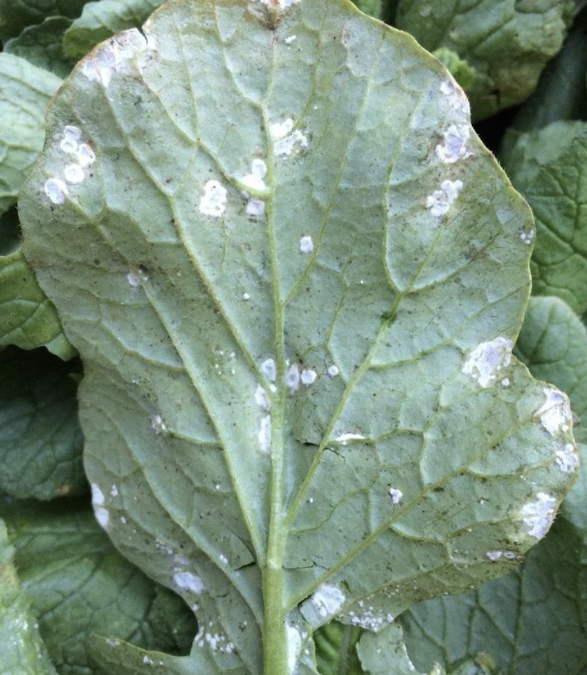 Downy Mildew