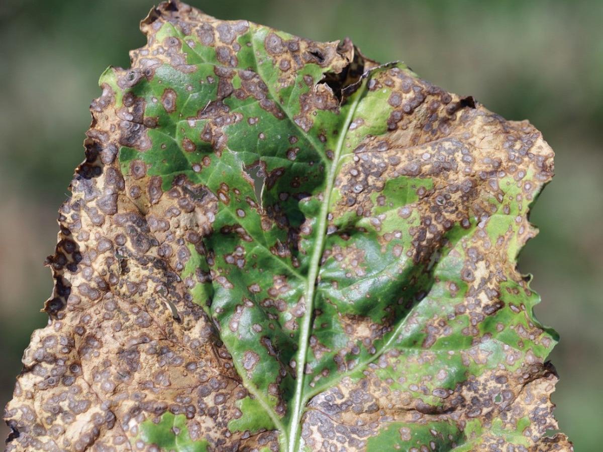 Leaf Spots