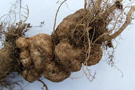 Clubroot