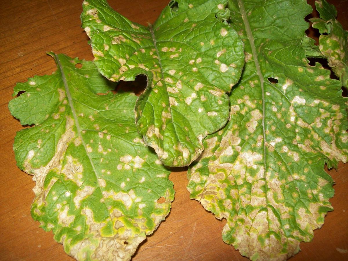 Leaf Spots