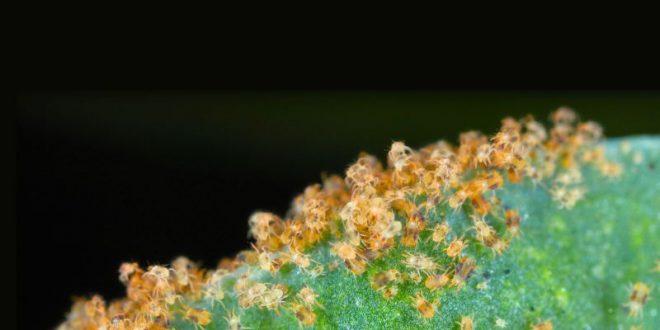 Spider Mites