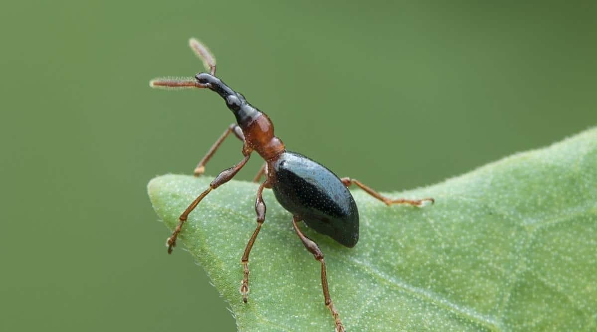 Sweet Potato Weevil