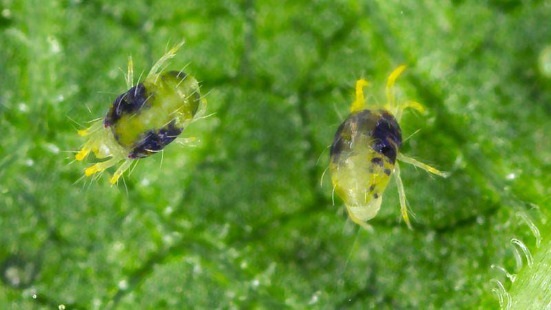 Spider Mites