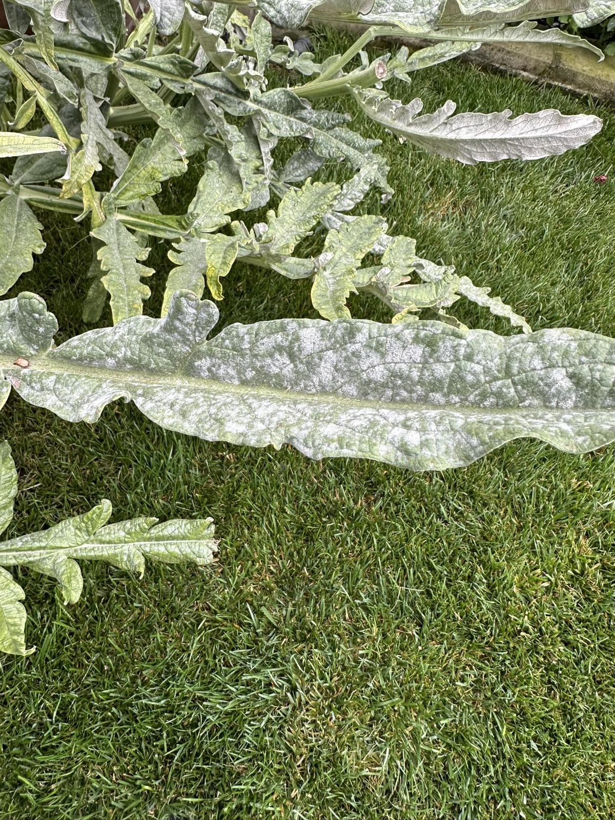 Powdery Mildew