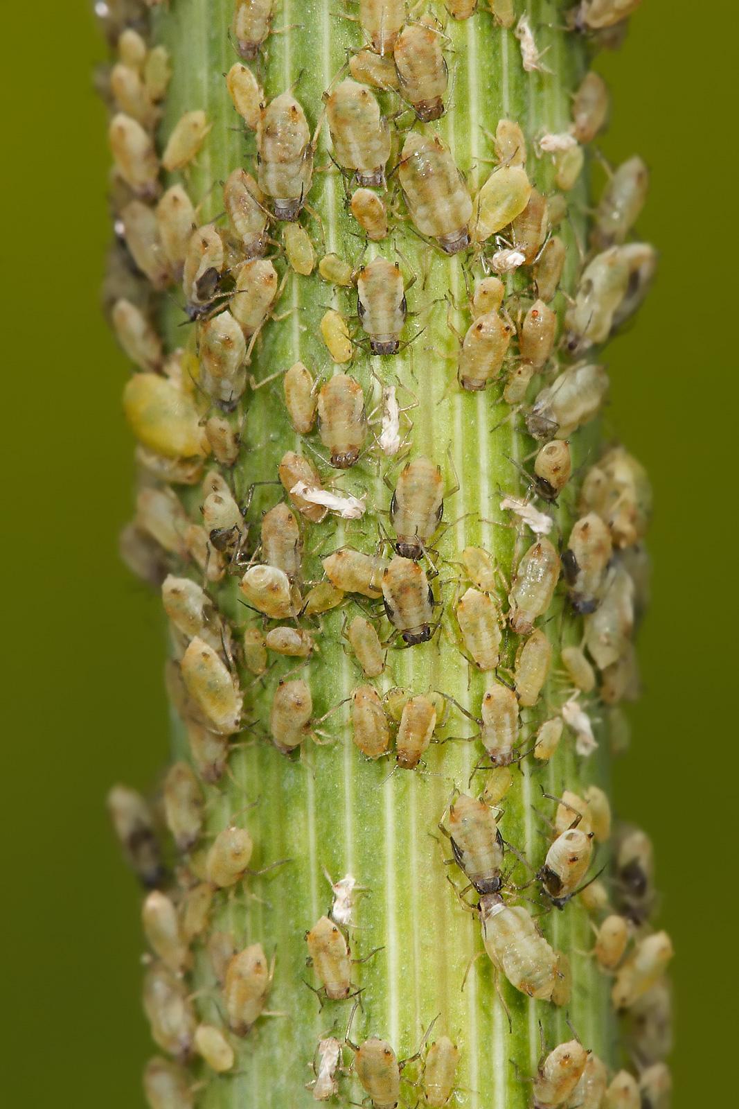 Aphids