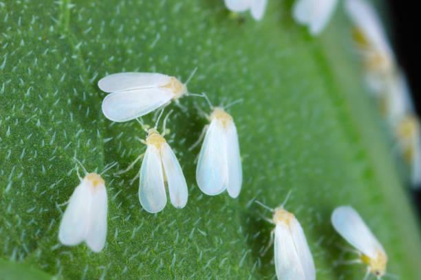 Whiteflies