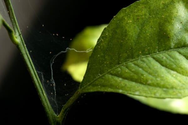 Spider Mites