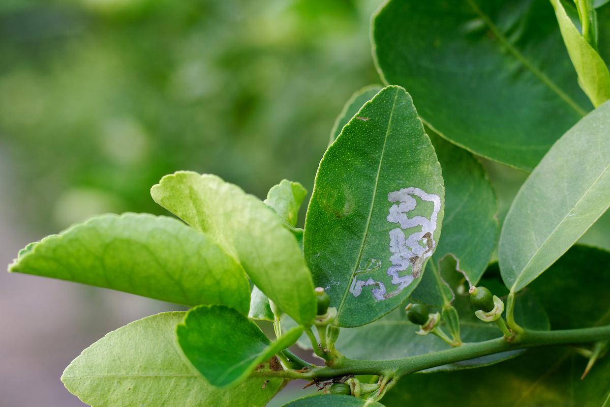 Citrus Leafminer