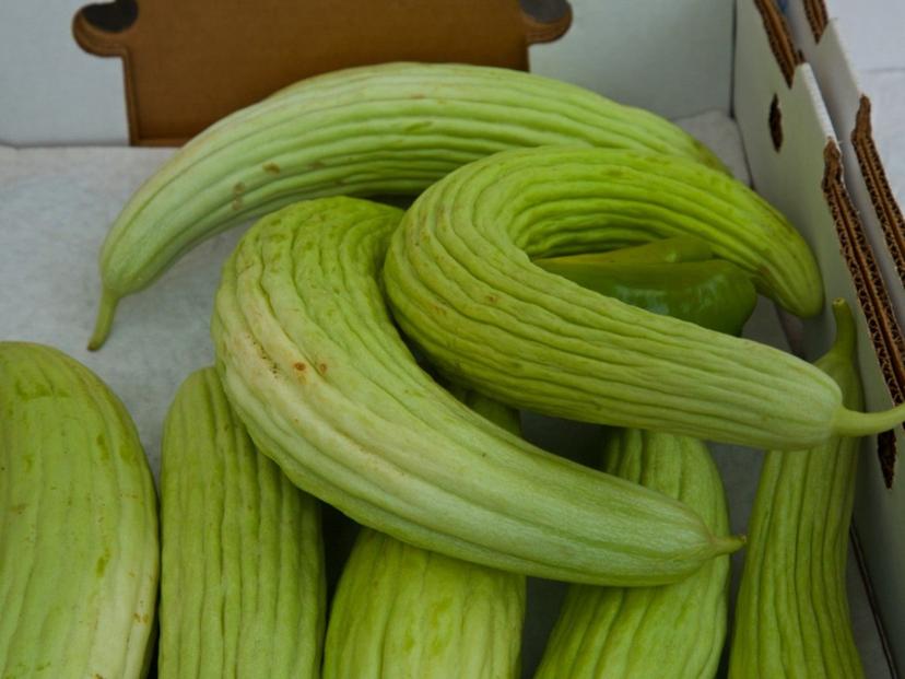 Armenian Cucumber