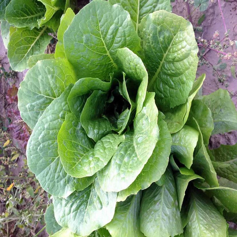 Romaine (Cos Lettuce)