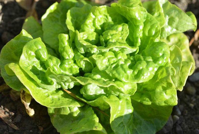 Butterhead (Bibb, Boston)