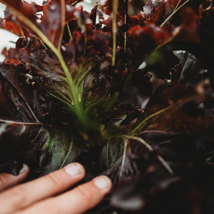 Leaf Lettuce (Looseleaf)