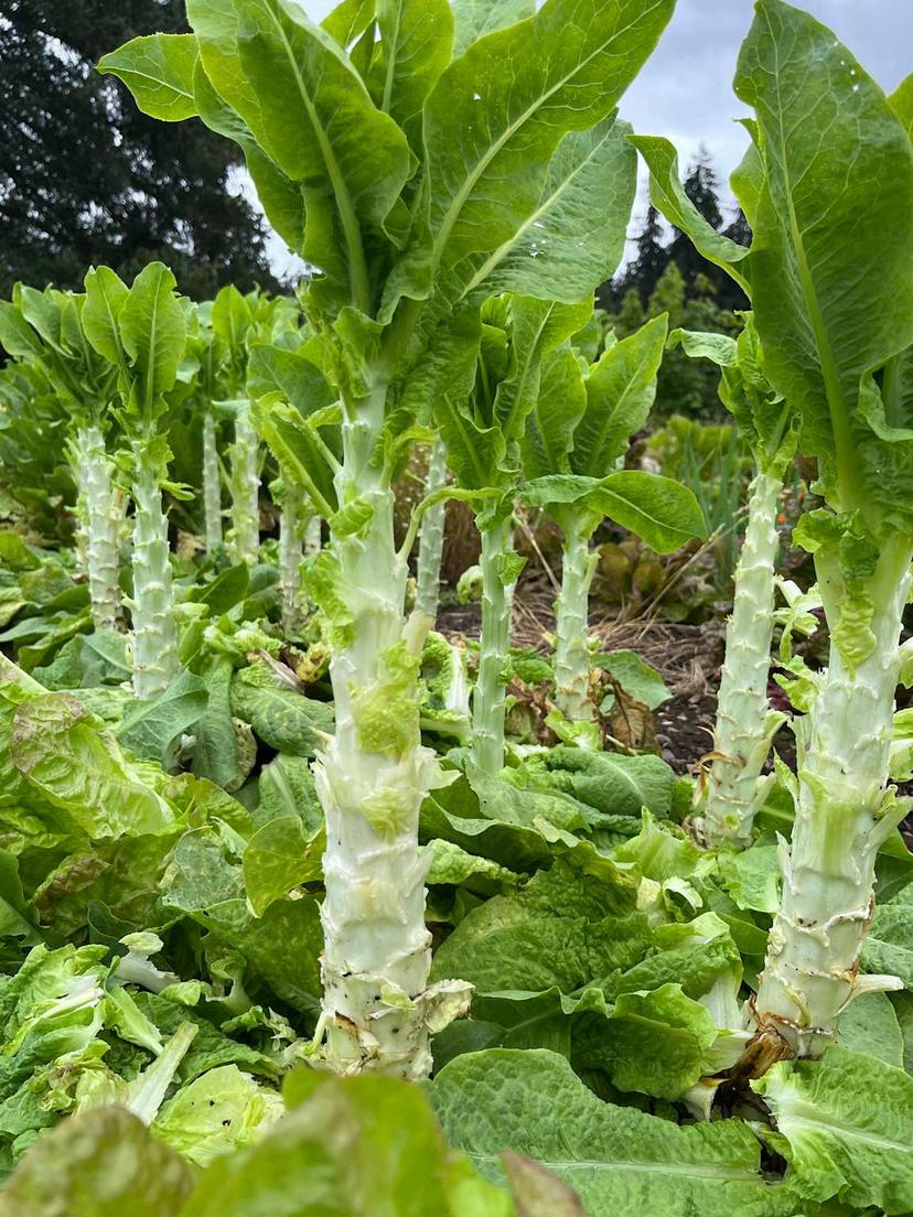 Celtuce (Stem Lettuce)