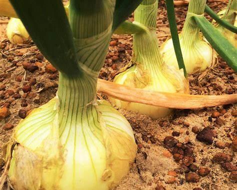 Yellow Granex (Vidalia)