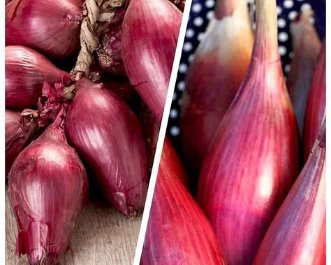 Red Torpedo (Tropea Rossa)