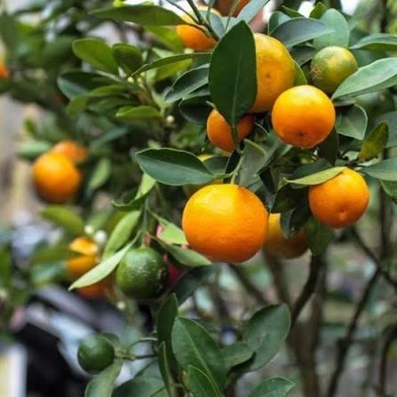 Calamondin Orange