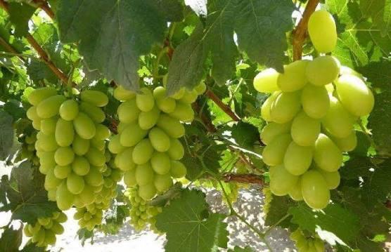 Thompson Seedless