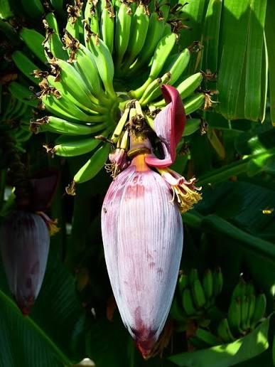 Flowering Banana