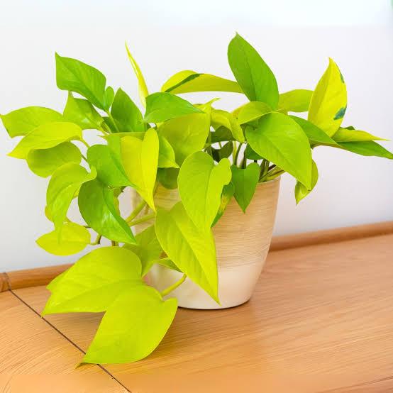 Neon Pothos