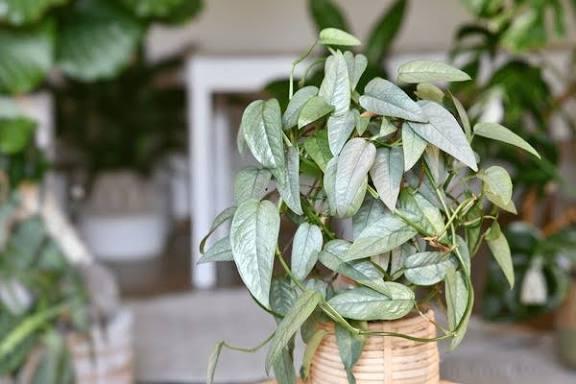 Cebu Blue Pothos
