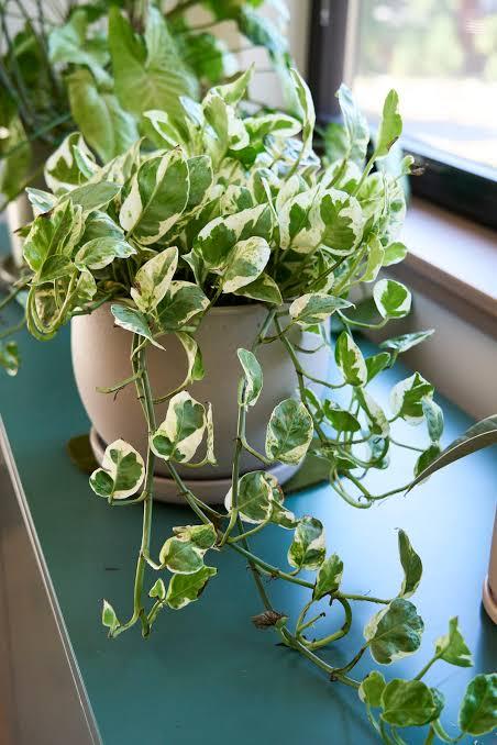Pearls and Jade Pothos