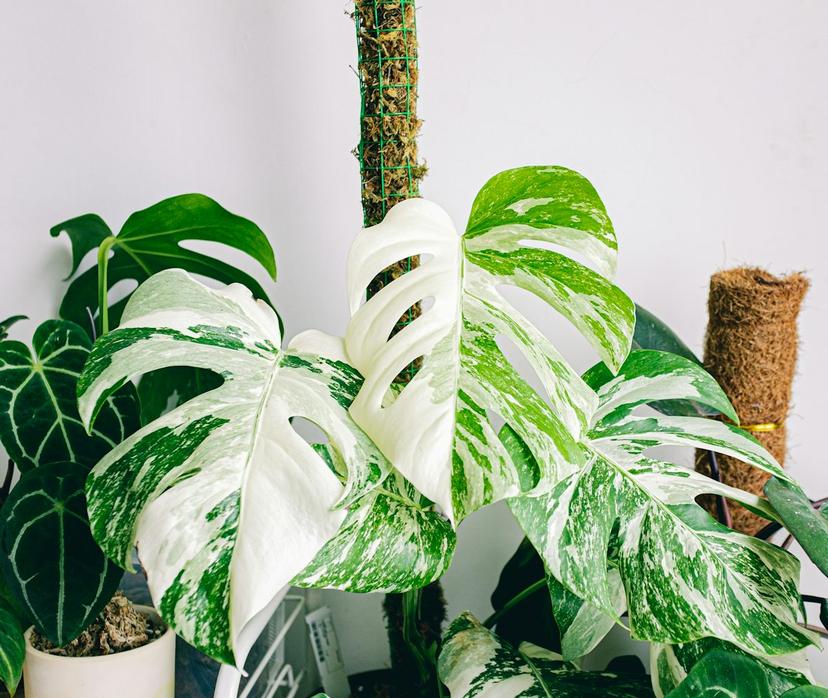 Monstera Albo Variegata