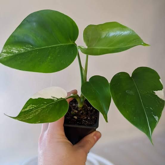 Monstera Borsigiana