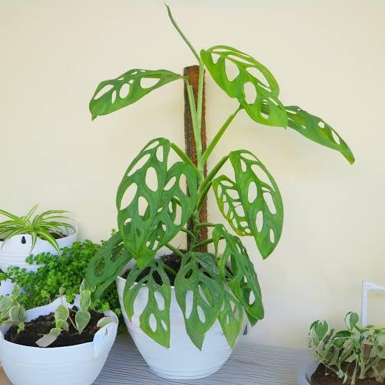Monstera Adansonii