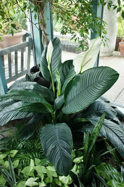 Spathiphyllum Mauna Loa