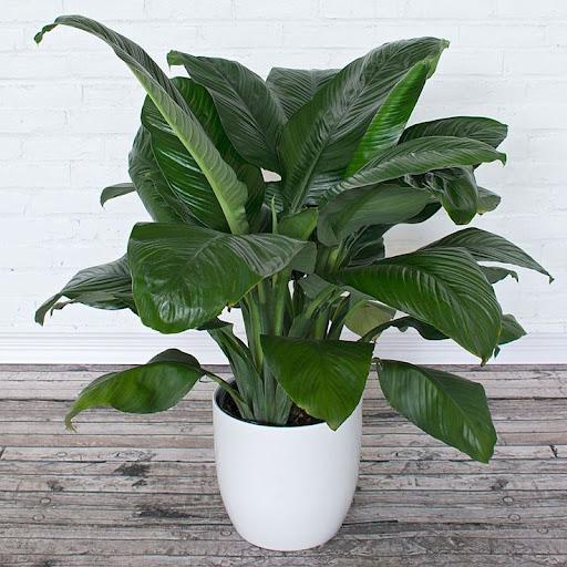Spathiphyllum Sensation