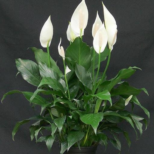 Spathiphyllum Wallisii