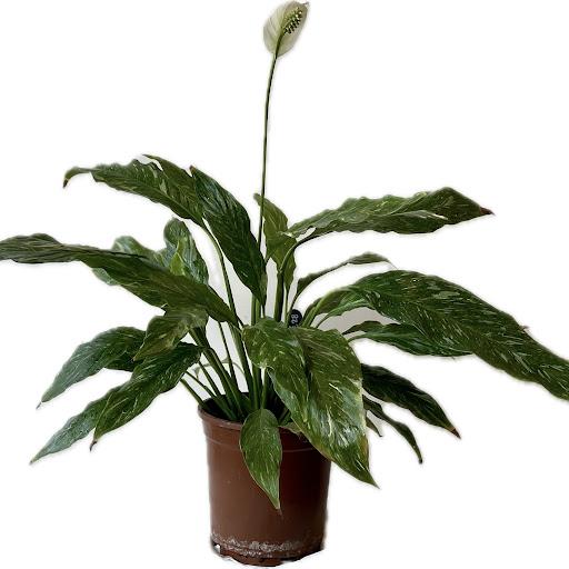 Spathiphyllum Variegata