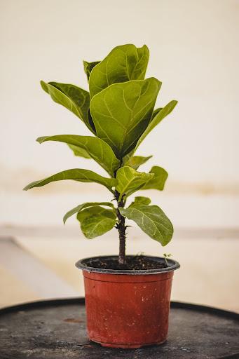 Ficus lyrata Bambino