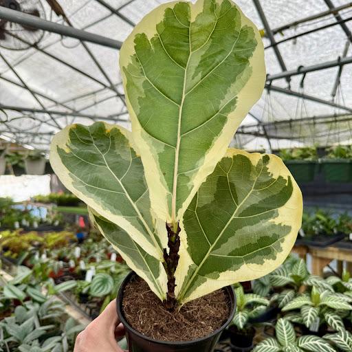 Ficus lyrata Variegata