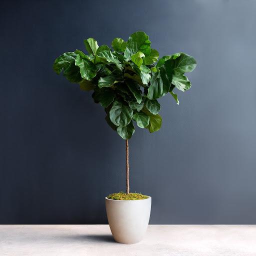 Ficus lyrata Standard