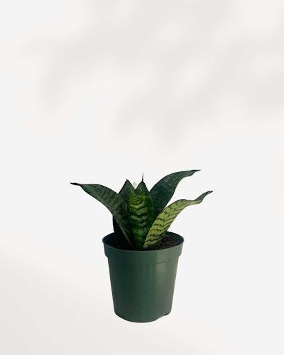 Sansevieria trifasciata Hahnii