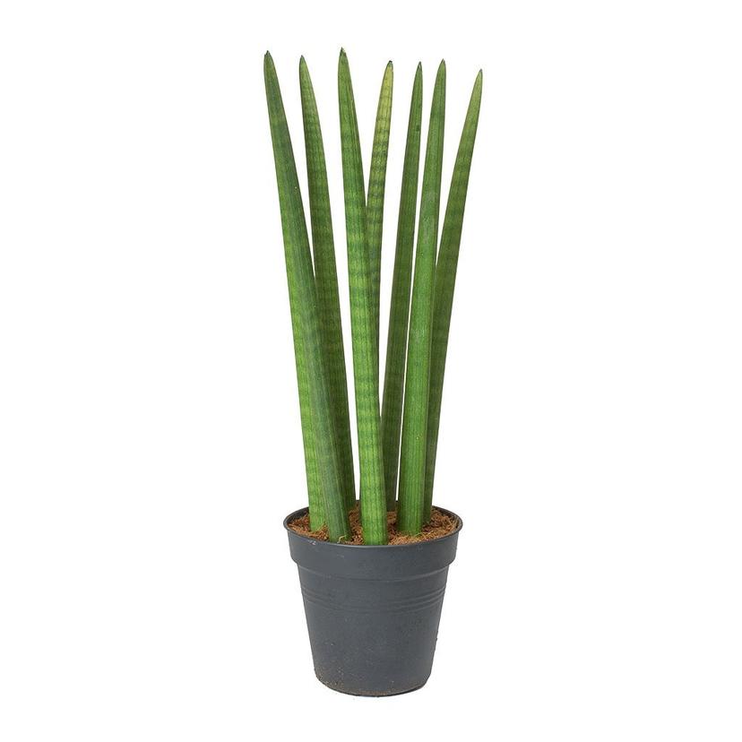 Sansevieria cylindrica
