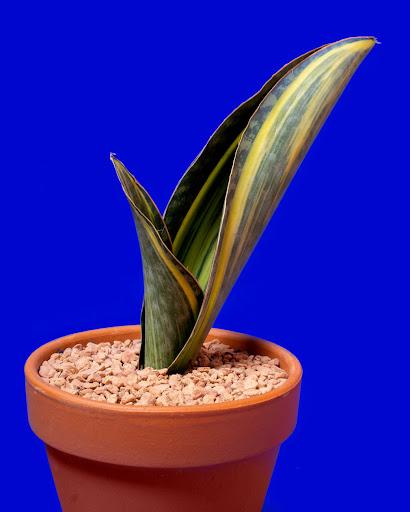 Sansevieria masoniana