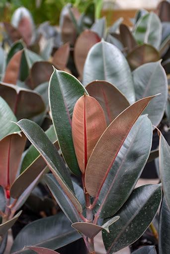 Ficus elastica 'Burgundy'