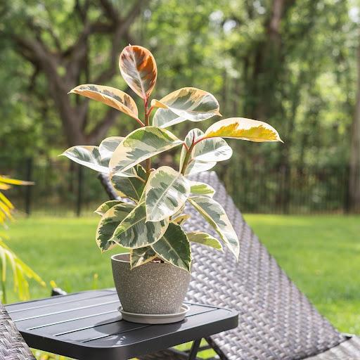 Ficus elastica 'Tineke'