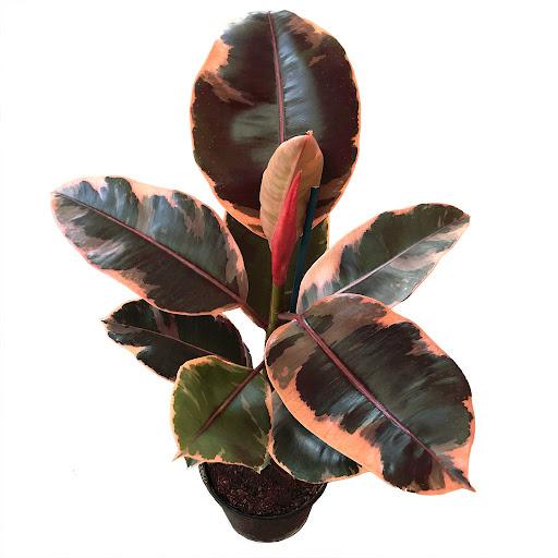 Ficus elastica 'Ruby'