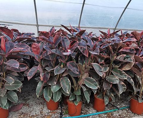 Ficus elastica 'Belize'