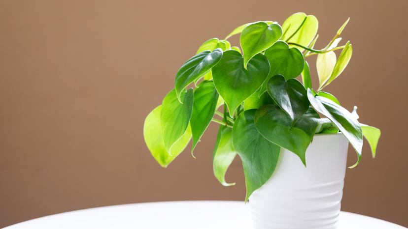 Heartleaf Philodendron